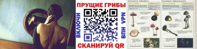 Галлюциногенные грибы мицелий  Купить закладки  Аргун 